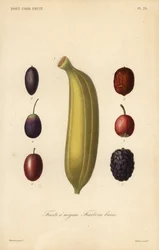 Fruits