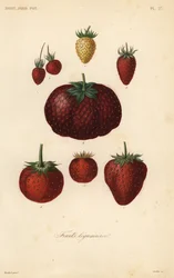 Fruits