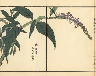 Fujiutsugi or Buddleia
