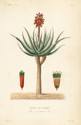 Fynbos aloe