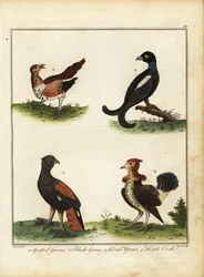 Game Birds: Spotted Grouse, Black Grouse, Wood Grouse, Heath Cock 1792