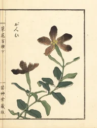 Ganpi or catchfly, Lychnis species (silene) Handcoloured woodblock print by Kono Bairei from Kusa Bana Hyakushu (One Hundred Varieties of Flowers)