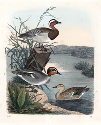 Garganey - Summer Teal, Anas Querquedula, and Common Teal - Winter Teal, Anas Crecca, Male and Female. Handcoloured Lithograph from Carl Hoffmann