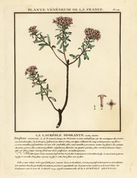 Garland flower, Daphne cneorum