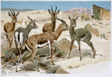 Gazelles, Early 20th Century