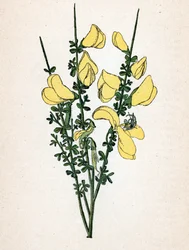 Genet a Broom (Cytisus Scoparius) from Atlas Colorie des Plantes Medicinales by Paul Hariot