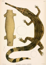 Gharial, Indonesia