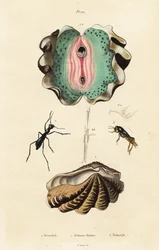 Giant Clam and Beetles