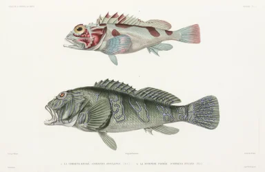 Giant Hawkfish and Scorpionfish