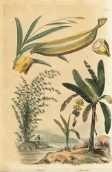 Giant Thorny Bamboo Plant and Banana Tree with Fruit and Cross Section