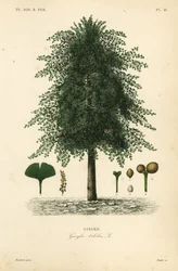 Gingko or maidenhair tree