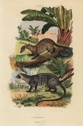 Golden Palm Civet and Asian Palm Civet