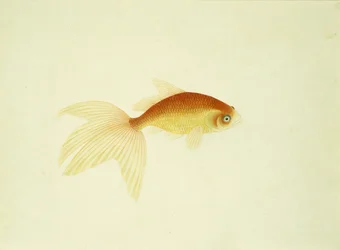 Goldfish