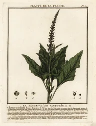 Good-King-Henry