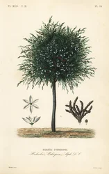 Grains of Selim, Xylopia aethiopica