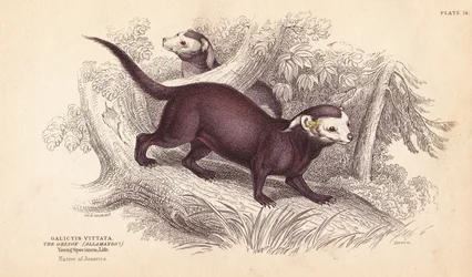 Greater grison, Gallictis vittata. Handcoloured steel engraving from William Jardine