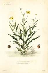 Greater spearwort