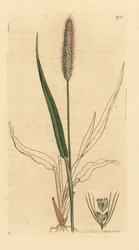 Green foxtail grass, Setaria viridis (Green panic grass, Panicum viride). Hand-coloured copperplate engraving after a drawing by James Sowerby for James Smith