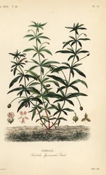 Greenviolet or humpback flower