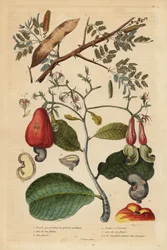 Gum Arabic Tree and Cashew Nut Tree