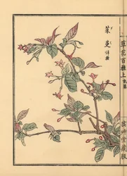 Gumi, natsugumi or cherry silverberry