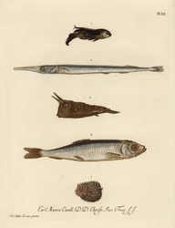 Gurnard, needlefish, longhorn cowfish, herring, and few-spined porcupinefish