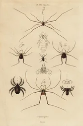 Harvestmen, harvesters or daddy longlegs, Opiliones species