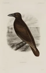 Hawaiian crow