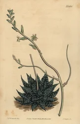 Haworthia minor or Tulista minima (Least pearl aloe)