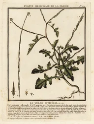 Hedge Mustard, Sisymbrium officinale