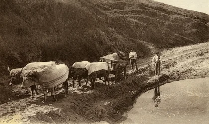 Hitch of oxen covered with Basque fabrics, early 20th century