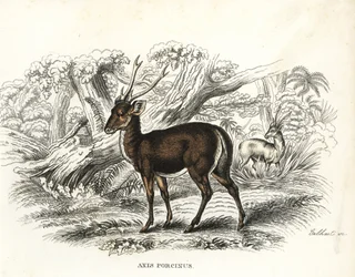 Hog deer, Axis porcinus, endangered. Handcoloured lithograph by Gebhart from Georg Friedrich Treitschke