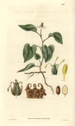 Houttuynia has white flowers, with details of fruits, pistil and etamines. Illustration by William Jackson Hooker