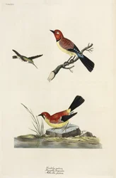 Hummingbird, Chaffinch and Wagtail