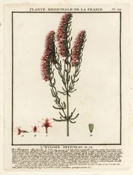 Hyssop, Hyssopus Officinalis