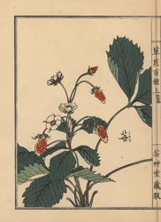 Ichigo or strawberry, Fragaria ananassa. Handcoloured woodblock print by Kono Bairei from Kusa Bana Hyakushu (One Hundred Varieties of Flowers), Tokyo, Yamada