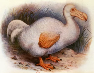 Illustration of Didus Solitarius (White Dodo of the Reunion, Solitaire)