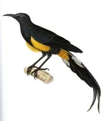 Illustration of Moho nobilis, Moho Hawai