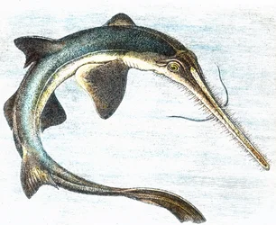 Illustration of a Swordfish