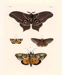 Imbrasia epimethea, pink-striped oakworm moth, Crameria aegocera, and Eudocima materna