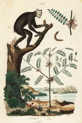 Indigo Plant and Indri or Babakoto, Critically Endangered Lemur