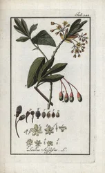 Iroquois Laurel (Sassafras albidum). Lithograph from 