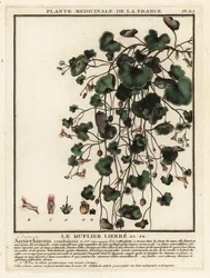 Ivy-leaved Toadflax, Cymbalaria muralis