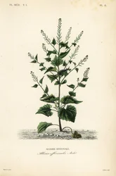Jack-by-the-hedge or garlic mustard