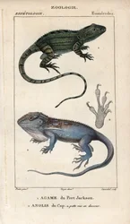 Jacky lashtail and Cape dwarf gecko. Handcoloured copperplate stipple engraving from Jussieu
