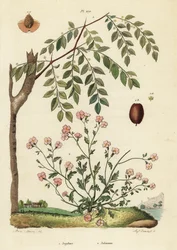 Jujube or Chinese Date, Ziziphus Jujuba 1, and Virginia Stock, Malcolmia Maritima 2