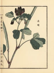 Ketsumei, Chinese senna or sicklepod, Senna obtusifolia. Handcoloured woodblock print by Kono Bairei from Kusa Bana Hyakushu (One Hundred Varieties of Flowers), Tokyo, Yamada