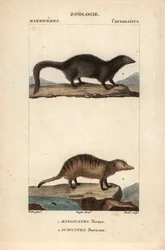 The Mongoose and the Suricate