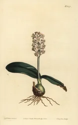 Glossy Leaved Lachenalia