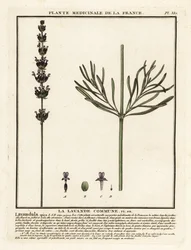 Lavender, Lavandula angustifolia